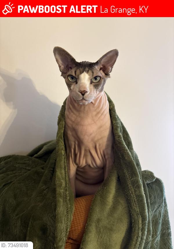 Lost Male Cat last seen Sugar Maple Drive near, La Grange, KY 40031