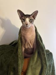 Lost Male Cat last seen Sugar Maple Drive near, La Grange, KY 40031