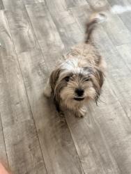 Found/Stray Unknown Dog last seen San Jose St. / Walnut St., Stockton, CA 95202