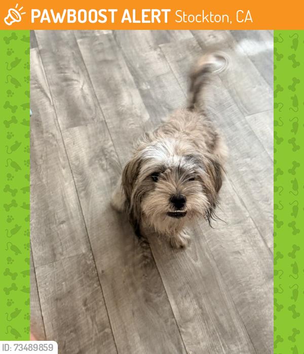 Found/Stray Unknown Dog last seen San Jose St. / Walnut St., Stockton, CA 95202