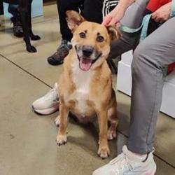 Reunited Female Dog last seen Elms at Arcola, Sterling, VA 20166
