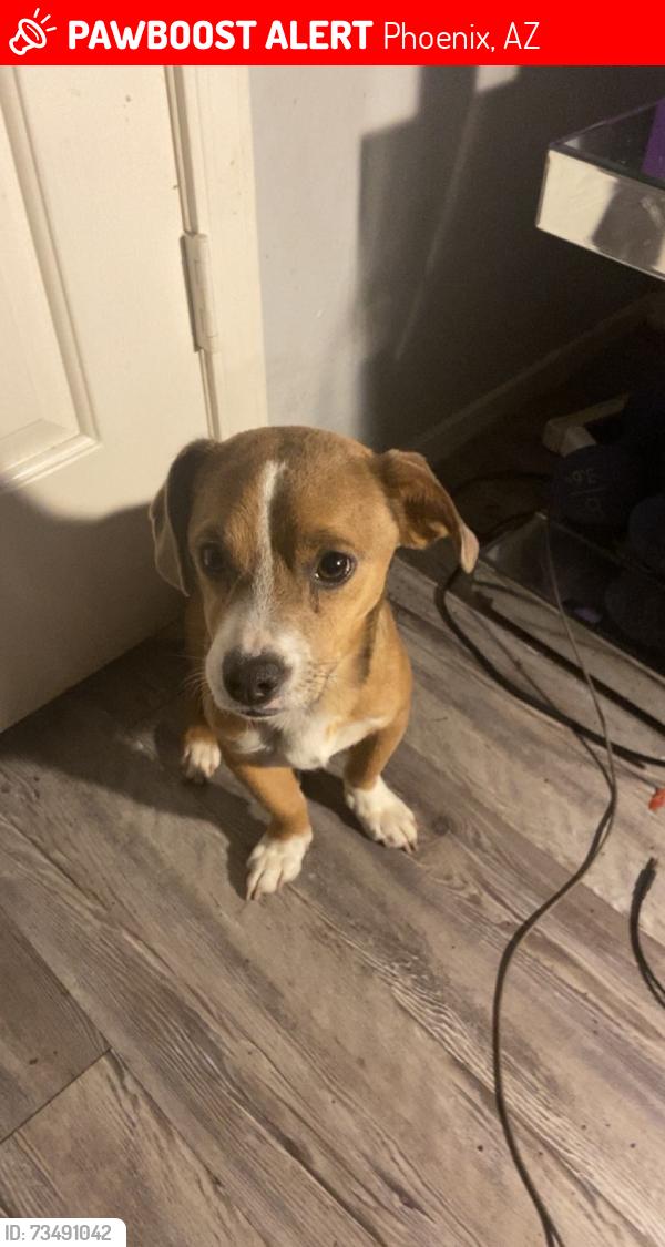 Lost Male Dog last seen Central Ave & Lincoln near grant park, Phoenix, AZ 85004