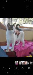 Found/Stray Female Cat last seen Montrose Ave and Westnedge, Kalamazoo, MI 49001