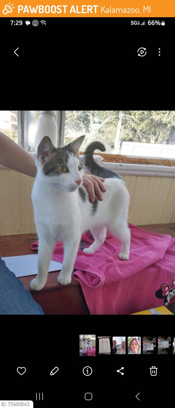 Found/Stray Female Cat last seen Montrose Ave and Westnedge, Kalamazoo, MI 49001