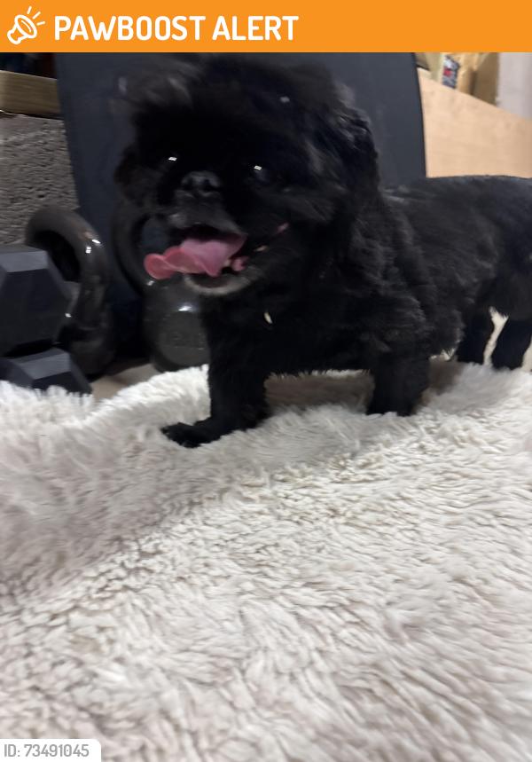 Found/Stray Female Dog last seen On corner of Staplands Road, Merseyside, England 