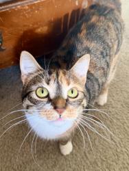 Lost Female Cat last seen Jacobs st and Bridge St Near Lock 29, Mont Clare, PA 19453