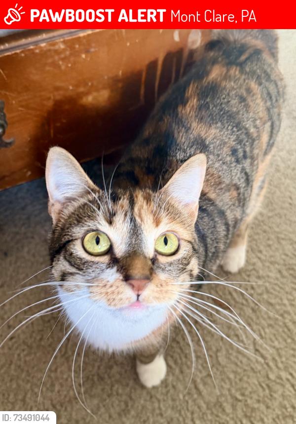 Lost Female Cat last seen Jacobs st and Bridge St Near Lock 29, Mont Clare, PA 19453