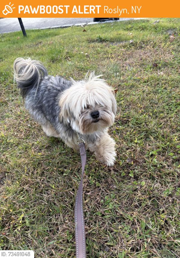 Found/Stray Male Dog last seen Lakeville Road, Roslyn, NY 11576
