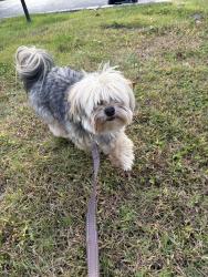 Found/Stray Male Dog last seen Lakeville Road, Roslyn, NY 11576