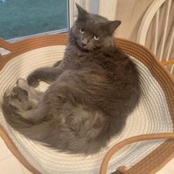 Reunited Female Cat last seen Petsmart, ran behind store into the woods, North Attleborough, MA 02760