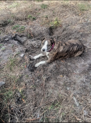 Reunited Female Dog last seen Cam's discount appliances, St. Petersburg, FL 33709