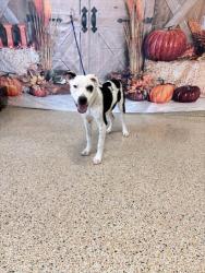 Shelter Stray Female Dog last seen Near BLOCK W 14 AVE, 3599 NW 79th Ave, Doral, FL 33122, USA