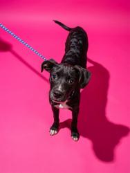 Shelter Stray Male Dog last seen UNIV CLUB BLVD, 2020 Forest St, Jacksonville, FL 32204, USA