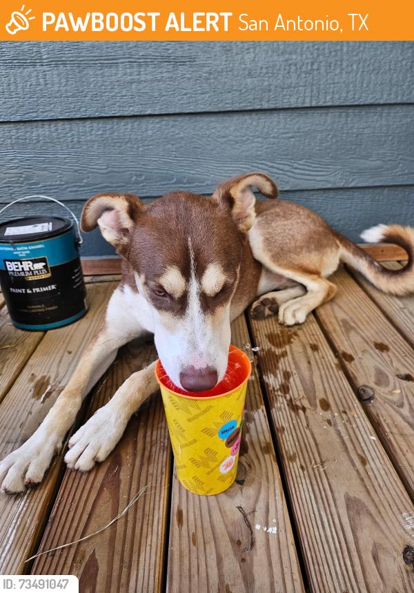 Found/Stray Male Dog last seen Fredericksburg and Woodlawn, San Antonio, TX 78201