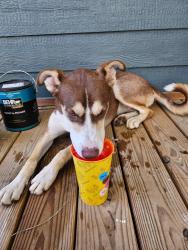Found/Stray Male Dog last seen Fredericksburg and Woodlawn, San Antonio, TX 78201