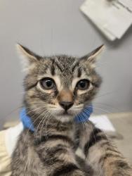 Shelter Stray Male Cat last seen Near BLOCK 57TH AVE S, TUKWILA WA 98168, 21615 64th Ave S, Kent, WA 98032, USA