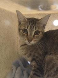 Shelter Stray Female Cat last seen Near BLOCK PINE CONE AVE, ENUMCLAW WA 98022, 21615 64th Ave S, Kent, WA 98032, USA