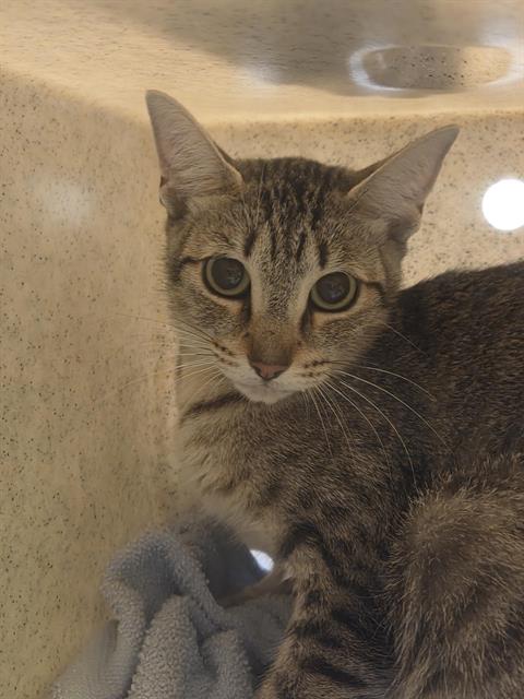 Shelter Stray Female Cat last seen Near BLOCK PINE CONE AVE, ENUMCLAW WA 98022, 21615 64th Ave S, Kent, WA 98032, USA