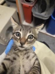 Shelter Stray Female Cat last seen Near BLOCK PINE CONE AVE, ENUMCLAW WA 98022, 21615 64th Ave S, Kent, WA 98032, USA