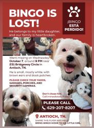 Lost Male Dog last seen Haven apmts, Nashville, TN 37211