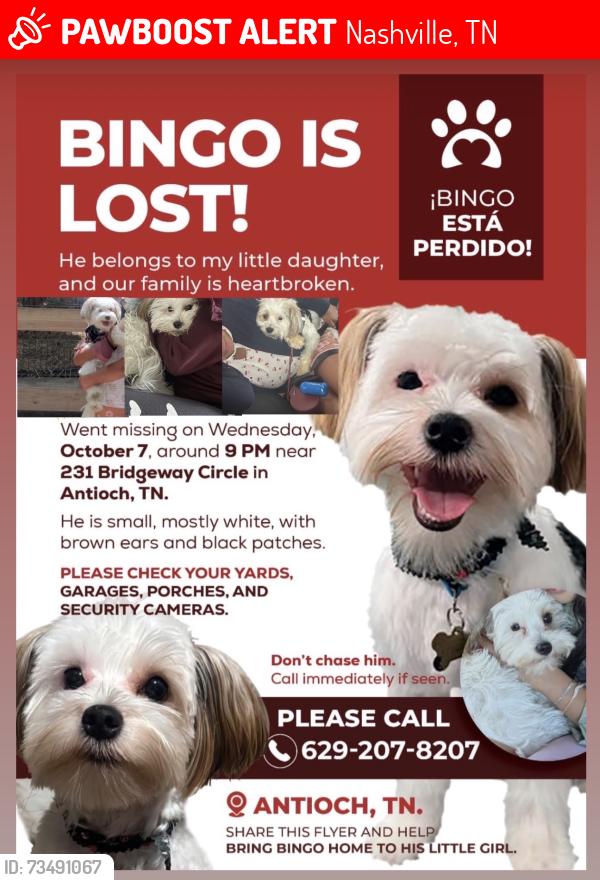 Lost Male Dog last seen Haven apmts, Nashville, TN 37211