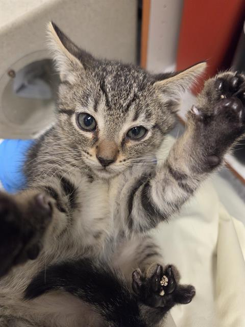 Shelter Stray Male Cat last seen Near BLOCK PINE CONE AVE, ENUMCLAW WA 98022, 21615 64th Ave S, Kent, WA 98032, USA