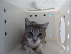 Shelter Stray Female Cat last seen Near BLOCK EMERALD SKY SW, 11800 Sunset Gardens Rd SW, Albuquerque, NM 87121, USA