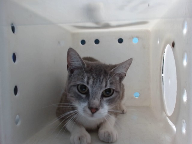 Shelter Stray Female Cat last seen Near BLOCK EMERALD SKY SW, 11800 Sunset Gardens Rd SW, Albuquerque, NM 87121, USA