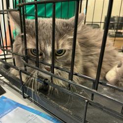 Shelter Stray Female Cat last seen 120TH AND HOLLY, 12155 Park Blvd, Brighton, CO 80601, USA