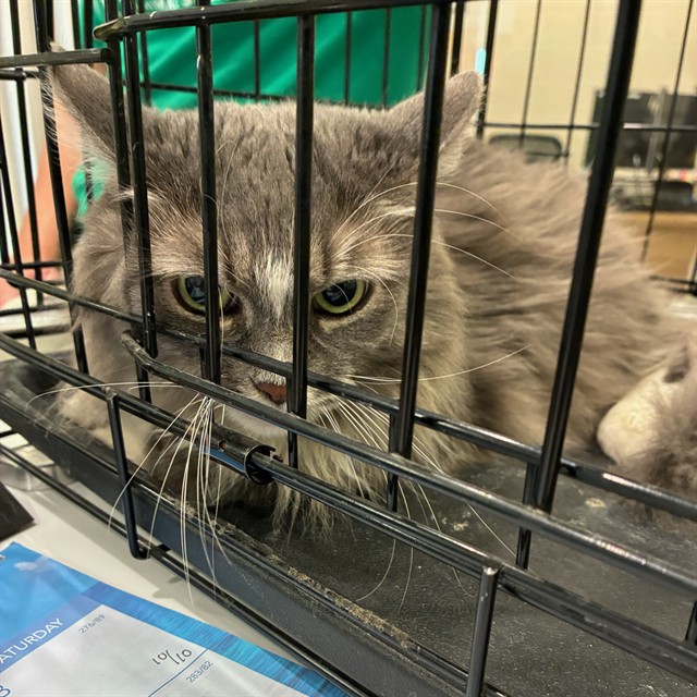 Shelter Stray Female Cat last seen 120TH AND HOLLY, 12155 Park Blvd, Brighton, CO 80601, USA