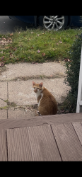Reunited Male Cat last seen Plant Street, New Haven, CT 06515