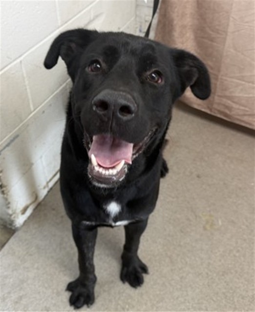 Shelter Stray Male Dog last seen , 333 Chandler Pl, San Bernardino, CA 92408, USA