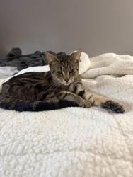 Found/Stray Female Cat last seen 157th galaxie, Apple Valley, MN 55124