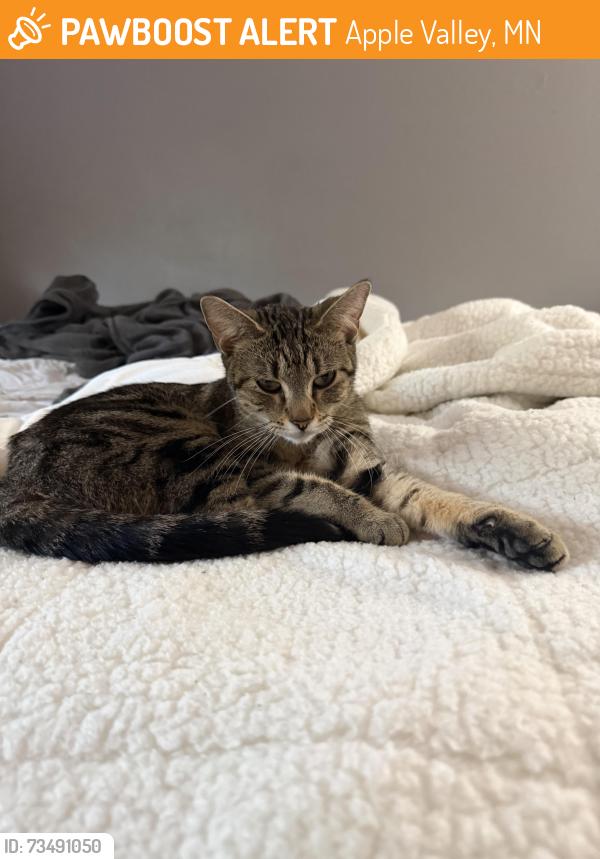 Found/Stray Female Cat last seen 157th galaxie, Apple Valley, MN 55124