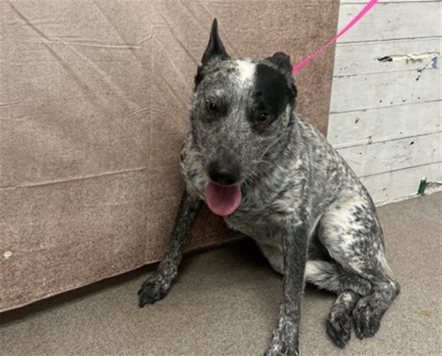Shelter Stray Female Dog last seen TARGET ON ORANGE SHOW RD, 333 Chandler Pl, San Bernardino, CA 92408, USA