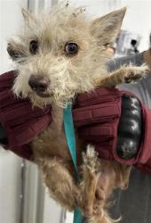 Shelter Stray Female Dog last seen Near BLOCK E OLIVE AVE, FRESNO CA 93702, 5277 E Airways Blvd, Fresno, CA 93727, USA