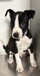Shelter Stray Male Dog last seen Near BLOCK LINCOLN AVE, BAKERSFIELD CA 93308, 3951 Fruitvale Ave, Bakersfield, CA 93308, USA