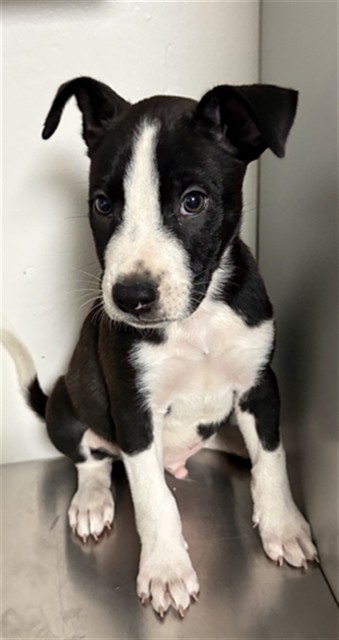 Shelter Stray Male Dog last seen Near BLOCK LINCOLN AVE, BAKERSFIELD CA 93308, 3951 Fruitvale Ave, Bakersfield, CA 93308, USA