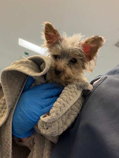 Shelter Stray Female Dog last seen Near BLOCK DATE PALM DR, CATHEDRAL CITY CA 92234, 72050 Pet Land Pl, Thousand Palms, CA 92276, USA