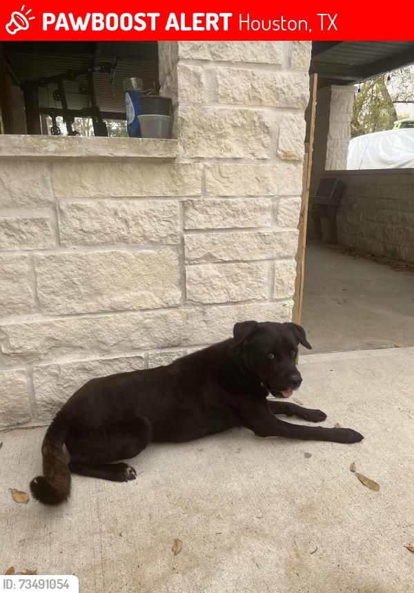 Lost Male Dog last seen Normandy, Houston, TX 77015