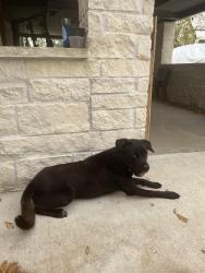 Lost Male Dog last seen Normandy, Houston, TX 77015