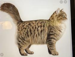 Found/Stray Unknown Cat last seen Behind St Marks Church on Green Bay Road Neenah Wi, Neenah, WI 54956