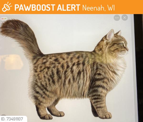 Found/Stray Unknown Cat last seen Behind St Marks Church on Green Bay Road Neenah Wi, Neenah, WI 54956