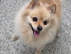 Shelter Stray Male Dog last seen Near BLOCK SCHAEFER HWY, DETROIT MI 48235, 1431 E Ferry St, Detroit, MI 48211, USA