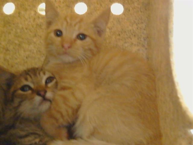 Shelter Stray Unknown Cat last seen WALNUT AVE/GREENBACK LN, 95662, 3839 Bradshaw Rd, Sacramento, CA 95827, USA
