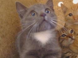 Shelter Stray Unknown Cat last seen WALNUT AVE/GREENBACK LN, 95662, 3839 Bradshaw Rd, Sacramento, CA 95827, USA