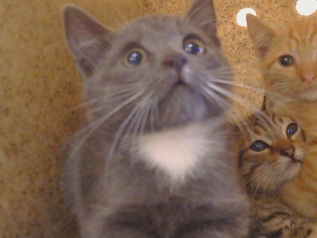 Shelter Stray Unknown Cat last seen WALNUT AVE/GREENBACK LN, 95662, 3839 Bradshaw Rd, Sacramento, CA 95827, USA
