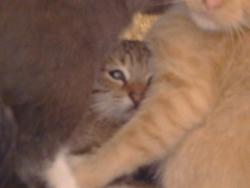 Shelter Stray Unknown Cat last seen WALNUT AVE/GREENBACK LN, 95662, 3839 Bradshaw Rd, Sacramento, CA 95827, USA