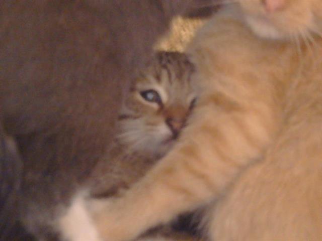 Shelter Stray Unknown Cat last seen WALNUT AVE/GREENBACK LN, 95662, 3839 Bradshaw Rd, Sacramento, CA 95827, USA