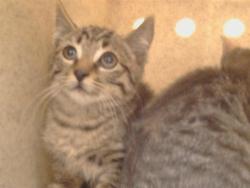 Shelter Stray Unknown Cat last seen WALNUT AVE/GREENBACK LN, 95662, 3839 Bradshaw Rd, Sacramento, CA 95827, USA